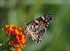 Najbardziej popularny gatunek motyla na Zakynthos