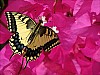 Najbardziej ruchliwy gatunek motyla na Zakynthos