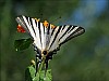 Najbardziej spokojny gatunek motyla na Zakynthos