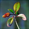 02roslinka