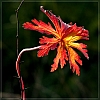flora
